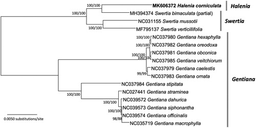 Figure 1. A Neighbor-joining tree (with 10,000 bootstrap replicates) of Halenia, Swertia, and Gentiana chloroplast genomes from Gentianaceae: H. corniculata (MK606372 in this study), S. bimaculata (MH394374), S. mussotii (NC031155), S. verticillifolia (MF795137), G. macrophylla (NC035719), G. straminea (NC027441), G. obconica (NC037981), G. oreodoxa (NC037982), G. veitchiorum (NC037985), G. ornata (NC037983), G. caelestis (NC037979), G. hexaphylla (NC037980), G. stipitata (NC037894), G. officinalis (NC039574), G. siphonantha (NC039573), and G. dahurica (NC039572). Phylogenetic tree based on maximum likelihood (with 1000 replicates) produced a tree nearly identical to the NJ tree. The numbers below the branches indicate the corresponding bootstrap support values from the neighbor joining and maximum likelihood methods.