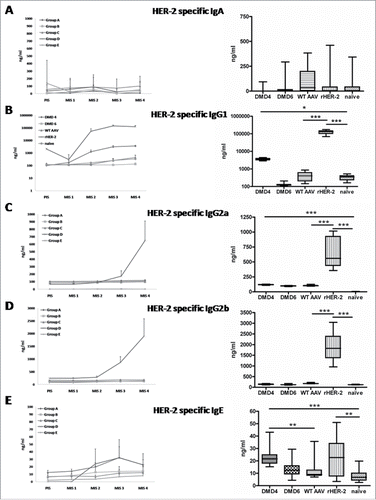 Figure 3. Subclass analysis of HER-2 specific antibodies induced by selected mimotope AAV clones DMD4 and DMD6 by ELISA. Left Panel: a-e: IgA, IgG1, IgG2a, IgG2b or IgE antibody determination before (PIS) and after each immunization (MIS 1-4). Right panel: Antibody levels after four immunization rounds (MIS 4); Box and whiskers plot, displaying minimum and maximum values. Each serum was measured in duplicate, eight mice per group ± SD; Kruskal–Wallis test, Dunns post-test.