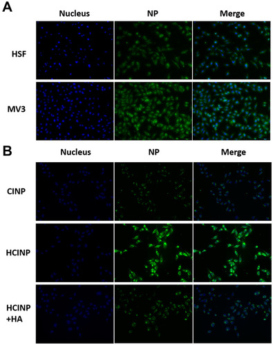 Figure 5 Targeting effect of HCINPs (NP). (A) Uptake of HCINPs by HSF and MV3 cells measured by inverted fluorescence microscopy. (B) Uptake of CINPs, HCINPs, and HCINPs by MV3 cells pretreated with HA (200×).