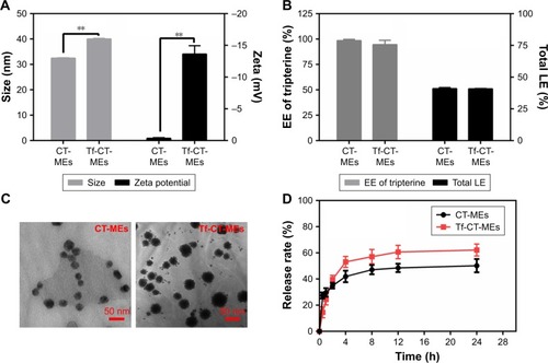 Figure 1 Characterization of microemulsions.Notes: (A) Particle size and zeta potential of CT-MEs and Tf-CT-MEs. **P<0.01 (n=3). (B) Drug EE and drug LE of CT-MEs and Tf-CT-MEs (n=3). (C) TEM images of CT-MEs and Tf-CT-MEs. Scale bar: 50 nm. (D) Release profile of CT-MEs and Tf-CT-MEs (n=3).Abbreviations: CT-MEs, tripterine-loaded coix seed oil microemulsion; EE, encapsulation efficiency; LE, loading efficiency; TEM, transmission electron microscopy; Tf-CT-MEs, transferrin-modified tripterine-loaded coix seed oil microemulsion.