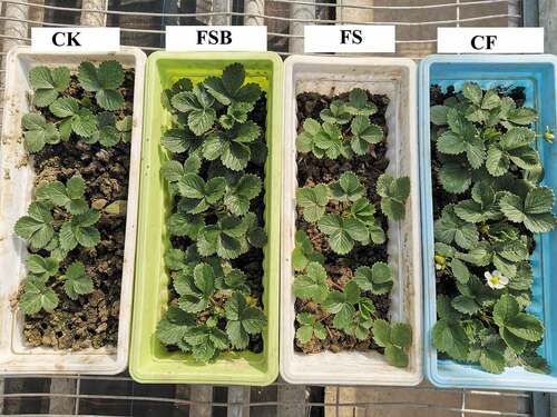 Figure 1. The influences of different treatments on strawberry growth.