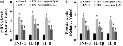 Figure 6. Saxagliptin ameliorated LPS-induced pro-inflammatory cytokines in human dental pulp cells. Human dental pulp cells were treated with 100 ng/ml LPS in the presence or absence of saxagliptin (500 nM, 1 μM) for 48 h. (A). TNF-α, IL-1β, IL-8 at the mRNA levels were determined by real time PCR analysis; (B). TNF-α, IL-1β, IL-8 at the protein levels were determined by western blot analysis (*, #, $ p < .01 vs. previous column group).