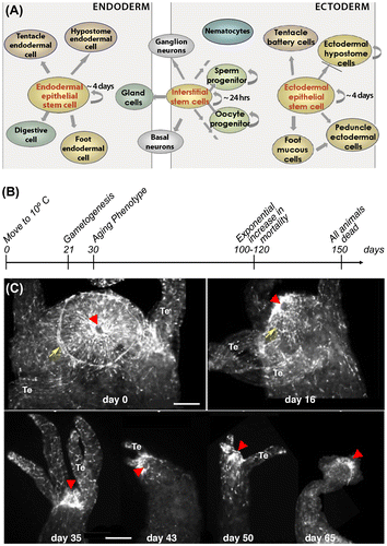 Figure 2. (A) Scheme depicting the different cell types in Hydra. Endodermal and ectodermal epithelial stem cells permanently self-renew along the body column and once displaced at the extremities differentiate into foot- and head-specific epithelial cells reprint from (Galliot Citation2013). Interstitial stem cells cycle faster and give rise to all other cell types including germ cells. (B) Timeline of aging in H. oligactis maintained at 10 °C as described by (Yoshida et al. Citation2006). (C) Progressive disorganization of the apical nervous system in H. oligactis as evidenced by RFamide immunodetection of the mature neurons. Arrows: nerve net; arrowheads: mouth opening, Te: tentacle. Scale bar: 100 μm.