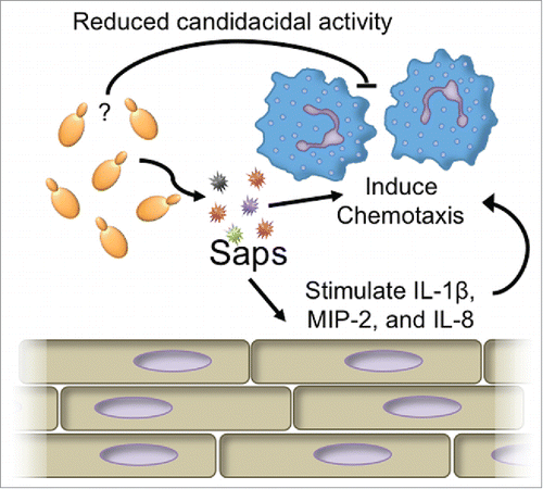 Figure 1. Interaction of Saps with neutrophils and vaginal epithelium. Saps are capable of directly inducing neutrophil migration and are capable of inducing chemoattractive cytokines, macrophage inflammatory protein 2 (MIP-2) and interleukin 8 (IL-8) in vaginal epithelial cells to further enhance neutrophil recruitment. An unknown factor produced during experimental vaginal infection with C. albicans modulates the killing activity of neutrophils.