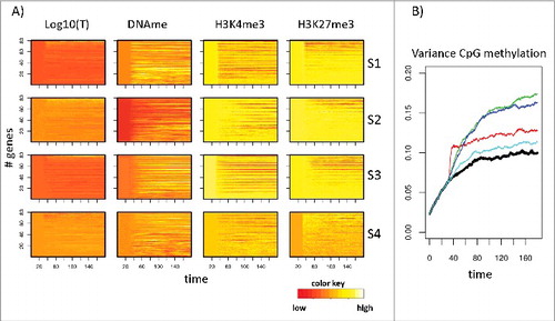 Figure 2. Changes of regulatory states following the induction of hypermethylation. A) Heatmaps of the time development of these changes (differences) for all genes of the simulated network averaged over all cells. Compared are the hypermethylation scenarios S1–4. The averaged cell cycle time was set to 2 d (1 d for the accelerated proliferation in S1). The onset of simulated hypermethylation is at t = 30 d in all scenarios. Colors are normalized to minimum and maximum values in each of the 16 heatmaps, separately. B) Hypermethylation scenarios (red: S1, blue: S2, green: S3, cyan: S4) increase the variance of CpG methylation compared with the control (R). Shown are averaged variances of DNA methylation from all single CpGs.