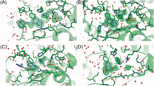 Figure 8. Comparison of closed active sites in all four structures of H. pylori PNP with (A) 6BnS-2Cl-Pu, (B) 6BnO-2Cl-Pu, (C) 6BnS-Pu, and (D) 2,6-diCl-Pu. C atoms of the ligands are shown in violet, protein C atoms in green, and all other atoms in the CPK colours. The figure shows the electron mFo-DFc difference map density contoured at 3σ level (shown in green). Electron density only around molecules bound in the active sites is shown. Red spheres represent water molecules, and the green sphere on panel (D) – magnesium atom (from crystallisation mother liquor, see text).