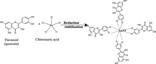 Scheme 2 Mechanism underlying the formation and stabilization of gold nanoparticles (AuNPs) using flavonoids present in plant extracts.