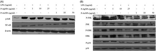 Figure 10. Effect of P-AgNPs and P-AuNPs on LPS-induced NF-κB and MAPK phosphorylation. RAW264.7 cells cultures stimulated with LPS (1 μg/ml) in the absence or presence of P-AgNPs and P-AuNPs. Whole cell lysates were subjected to Western blot analysis using antibodies against phosphorylation of IκB, NF-κB (A) and MAPK (B) compared with those of β-actin.