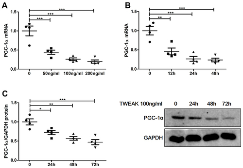 Figure 5 Recombinant human TWEAK (rhTWEAK) downregulated PGC-1α expression in HK2 cells. (A) HK2 cells were treated with rhTWEAK at the indicated concentration for 24h, then PGC-1α mRNA were detected by quantitative reverse transcription PCR. 100ng/mL rhTWEAK cultured HK2 cells for the indicated time, and PGC-1α were detected by quantitative reverse transcription PCR (B) and Western blotting (C), respectively; the representative Western blotting band is shown in (C). The results are expressed as mean ± SEM; *p < 0.05, **p < 0.01, ***p < 0.001.