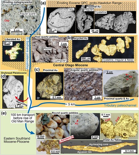 Figure 11. Summary diagram that shows variations in gold textures and associated QPC from Eocene QPC (top), through recycling into the St Bathans paleovalley, and addition of more primitive material from a downstream Miocene tributary. Recycling to Pleistocene Drybread gravels occurred progressively during uplift of the St Bathans paleovalley. Ultimate paleodrainage discharge was to Eastern Southland (bottom).