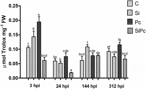 Figure 4. Stabilization capacity of the DPPH● radical over time. FW: fresh weight. hpi: hours post inoculation with P. cinnamomi. C: plants without potassium silicate application without P. cinnamomi inoculation; Si: plants irrigated with potassium silicate, without P. cinnamomi inoculation; Pc: plants inoculated with P. cinnamomi and without potassium silicate; SiPc: plants irrigated with potassium silicate and inoculated with P. cinnamomi. Data are presented as the mean ± standard deviation of nine replicates. The mean with the same letter is not significantly different (ANOVA followed by Tukey’s test with p < .05).