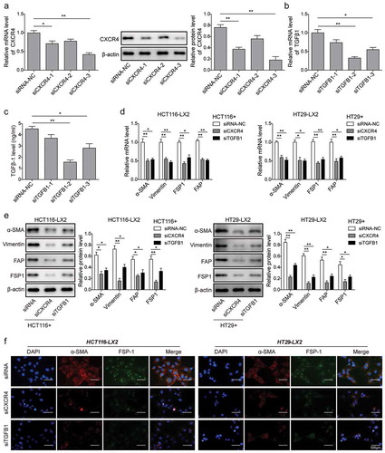 Figure 4. Knockdown of CXCR4 and TGF-β1 in CRC cells inhibits HSCs differentiation into CAFs in vitro. (a) The mRNA and protein expression levels of CXCR4 in HCT116 cells treated with siRNA-NC, siCXCR4-1, siCXCR4-2 or siCXCR4-3 for 48 h by qPCR and western blot analysis, respectively. (b) The mRNA expression levels of TGF-β1 in HCT116 cells treated with siRNA-NC, siTGFB1-1, siTGFB1-2 or siTGFB1-3 for 48 h by qPCR. (c) The secretion amount of TGF-β1 in HCT116 cells treated with siRNA-NC, siTGFB1-1, siTGFB1-2 or siTGFB1-3 for 48 h by ELISA. (d) Changes in mRNA and (e) protein levels of α-SMA, vimentin, FSP1, and FAP in LX2 cells after 48 h co-cultured with CXCR4/TGF-β1 siRNA-treated HCT116 and HT29 by qPCR and western blot analysis, respectively. (f) Changes of LX2 cells positively expressed α-SMA and FSP-1 determined by immunofluorescent staining. The asterisks show difference significant as * p < .05, ** p < .01 compared with the two groups showed by a horizontal line.