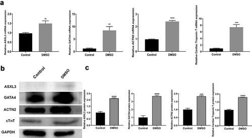 Figure 1. ASXL transcriptional regulator 3 (ASXL3) was upregulated in dimethyl sulfoxide (DMSO)-induced differentiation of P19 cells. P19 cells were treated with 1% DMSO to induce differentiation. (a) Reverse transcription-quantitative polymerase chain reaction was performed to assess the expression of ASXL3, GATA binding protein 4 (GATA4), actinin alpha 2 (ACTN2), and cardiac troponin T (cTnT) in DMSO-treated P19 cells. (b) Western blotting was performed to assess the expression of ASXL3, GATA4, ACTN2, and cTnT in DMSO-treated P19 cells, and the expression levels were quantified based on western blotting results. **p < 0.01, ***p < 0.001, and ****p < 0.0001.