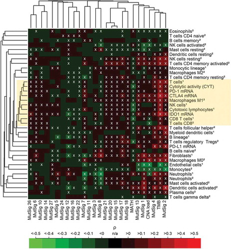 Figure 2. Pan-cancer (5722 tumors spanning 21 cancer types) correlation analysis of 37 TME parameters (including 35 immunological variables and two non-immunological cell populations) with 26 tumor genetic variables. A core cluster of immunological variables (T cells, CYT, M1 macrophages, NK cells, cytotoxic lymphocytes, CD8 + T cells as well as PD-1, CTLA4 and IDO1 expression) clustered tightly together (yellow box). In the heatmap, 37% of the correlations were significantly positive, 21% were significantly negative (white crosses, FDR< 5%). The abundance of cell populations was estimated by MCP-counter1 and CIBERSORT2. DNA repair deficiency related MutSigs: 3, 6, 10, 15, 20 and 26. APOBEC related MutSigs: 2 and 13.