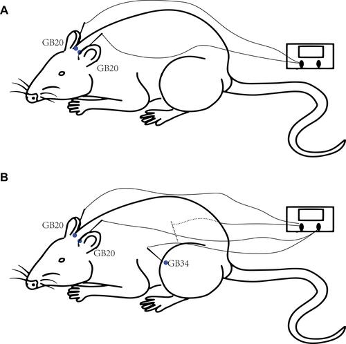 Figure 2 Diagram of the acupuncture points used in the GB20 group (A) and GB20/34 (B) group in a rat.