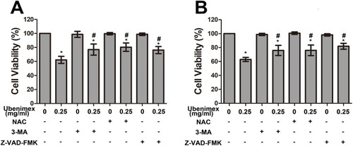 Figure 4 (A, B) CCK-8 proliferation assay of GH3 and MMQ cells was performed with different treatments (culture medium for 48 hrs, 0.25 mg/mL ubenimex for 48 hrs, 3-MA for 48 hrs, 0.25 mg/mL ubenimex and 3-MA for 48 hrs; pretreatment with NAC for 2 hrs followed by culture medium treatment for 48 hrs; pretreatment with NAC for 2 hrs, followed by 0.25 mg/mL ubenimex treatment for 48 hrs; pretreatment with Z-VAD-FMK for 2 hrs followed by culture medium treatment for 48 hrs; and pretreatment with Z-VAD-FMK for 2 hrs followed by 0.25mg/mL ubenimex treatment for 48 hrs). *Indicates significant differences (P<0.05) compared with untreated cells. #Indicates significantly different (P<0.05) compared with ubenimex-treated (0.25 mg/mL) cells.