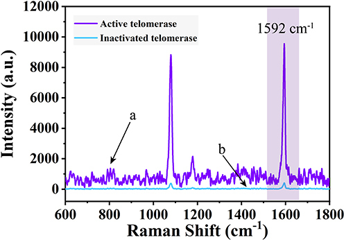 Figure 3 Raman intensity of control tests in the presence of (a) active telomerase and (b) inactivated telomerase.