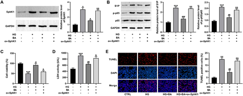 Figure 5 Upregulation of SphK1 abolishes the effects of BA on cell viability and apoptosis in HG-treated HK-2 cells. (A–E) SphK1 protein expression (A), S1P, p65, and p-p65 protein levels (B), CCK-8 assay of cell viability (C), LDH activity (D), and TUNEL assay of apoptosis (E) in HK-2 cells transfected with or without ov-SphK1 before treatment with HG (30 mM) or HG+BA (10 µM). *P<0.05, **P<0.01, and ***P<0.001 vs control; #P<0.05, ##P<0.01, and ###P<0.001 vs HG treatment; &P<0.05 and &&P<0.01 vs HG+BA treatment.