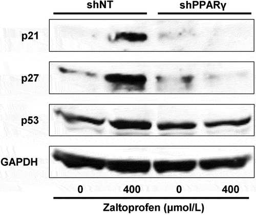 Figure 4. Effects of zaltoprofen on the expression of p21, p27, and p53 in H-EMC-SSshNT and H-EMC-SSshPPARγ cells, as detected by western blot analyses. GAPDH was used as the housekeeping protein.