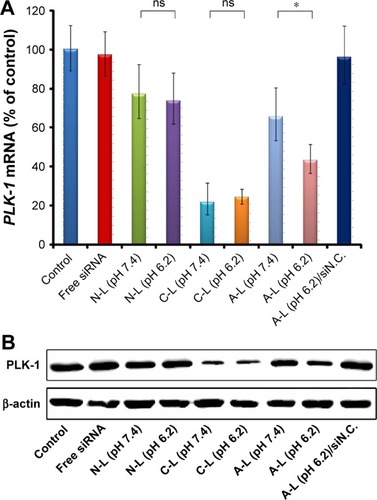 Figure 11 Analysis of PLK-1 and PLK-1 mRNA expression.Notes: (A) The level of PLK-1 mRNA determined by qRT-PCR. (B) PLK-1 protein expression determined by Western blot analysis. MCF-7 cells were individually treated as described in the legend to Figure 10 for the cell apoptosis analysis, followed by (A) 48 h or (B) 72 h of routine culture. *P<0.05 (n=3).Abbreviations: ACPP, activatable cell-penetrating peptide; A-L, ACPP-modified liposomes; C-L, CPP-modified liposomes; CPP, cell-penetrating peptide; mRNA, messenger RNA; N-L, nonmodified liposomes; ns, not significant; PLK-1, polo-like kinase 1; qRT-PCR, quantitative real-time polymerase chain reaction; siN.C., negative control siRNA; siRNA, small interfering RNA.