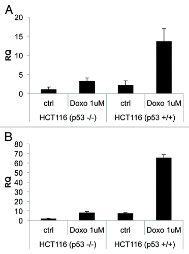 Figure 3. Endogenous-activated p53 induces NCF2/p67phox expression. (A) Colorectal carcinoma HCT116 cells, available in both p53 negative or positive clones, were treated with doxorubicin 1 μM to induce activation of p53. Cells were collected 24 h after treatment and real-time PCR was performed. (B) p21 is used as a positive control. Results are shown as the mean of three independent experiments.