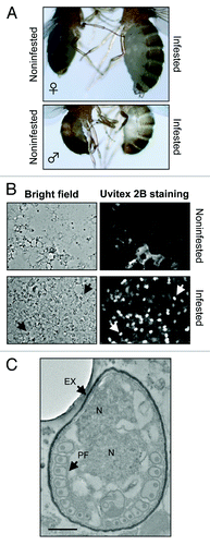 Figure 1. Macroscopic and microscopic detection of microsporidial infestation in adult Drosophila flies. (A) Comparison of noninfested female (left upper panel) to microsporidia-infested adult female (right upper panel), and noninfested male (left lower panel) to infested adult male (right lower panel). (B) Uvitex 2B staining (chitin stain) on fly smears of noninfested (upper panel) and highly infested (lower panel) adult flies, respectively. Arrows point to some mature spores examined microscopically either with bright field (left panels) or under fluorescence (right panels). (C) A typical microsporidial spore stage as observed by TEM in the cytoplasm of the cells of fat body lobules of a highly infested adult fly. PF, Polar filament; EX, exospore; N, nucleus (note that the Nosema and Tubulinosema genera are characterized by diplokaryotic nuclei). Scale bar: 500 nm.