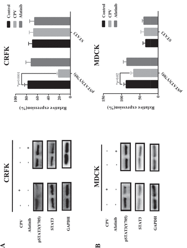 Figure 6. STAT3 total protein expression level and phosphorylation status on CPV infection. Expression of STAT3 protein and STAT3 phosphorylation status at Y705 on CPV infection and being treated with Afatinib in (a) CRFK cells and (b) MDCK cells. Afatinib is an EGFR tyrosine phosphorylation inhibitor. Quantification results were prepared by normalizing STAT3 expression and phosphorylation by GAPDH expression.