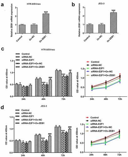 Figure 5. Overexpression of ZEB1 rescues the suppressing effects of E2F1 knockdown on trophoblast proliferation. (a, b) HTR-8/SVneo and JEG-3 cells were transfected with Ov-ZEB1 or Ov-NC. RT-qPCR for determination of ZEB1 mRNA levels. ***p < 0.001 versus Ov-NC. (c, d) HTR-8/SVneo and JEG-3 cells were transfected with siRNA-E2F1 or co-transfected with siRNA-E2F1 and Ov-ZEB1. CCK-8 for determination of cell viability. *p < 0.05, ***p < 0.001 versus siRNA-NC, ##p < 0.01, ###p < 0.001 versus siRNA-E2F1+ Ov-NC.