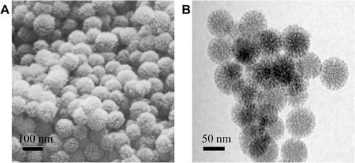 Figure 1 SEM (A) and TEM (B) images of MSNs.