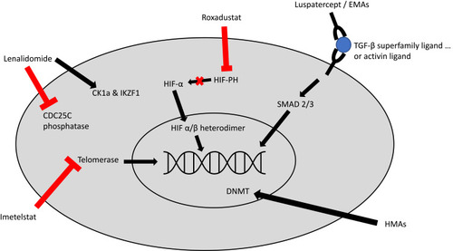 Figure 1 Mechanism of action for select agents used or under investigation for the management of LR-MDS, Imetelstat directly inhibits telomerase, thus preventing telomerase from adding telomere repeat sequences to the 3ʹ-end of telomeres. Roxadustat inhibits HIF-PH, thus leading to decreased HIF-alpha degradation and increased HIF-alpha signaling. Luspatercept and similar erythropoiesis maturation agents (EMAs) act as a ligand trap which prevents TGF-beta activation and leads to decreased downstream SMAD2 and SMAD3 signaling. Lenalidomide has a complex mechanism of action; it has a direct antiproliferative effect via inhibition of CDC25C phosphatase which leads to cell cycle arrest; it also leads to ubiquitination of CK1a and IKZF1 which leads to apoptosis. Hypomethylating agents (HMA) lead to increased DNA methylation by causing degradation of DNA methyltransferase (DNMT). This leads to decreased inactivation of tumor suppressor genes.