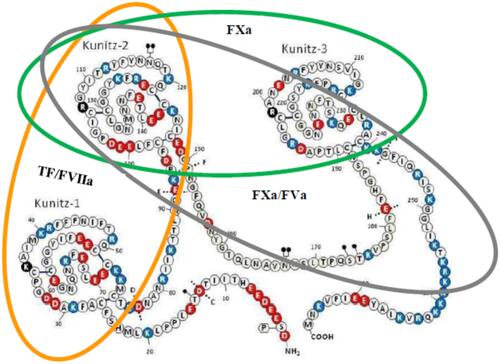 Figure 1 Structure of TFPIα.