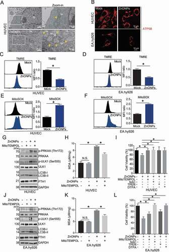 Figure 8. Mitochondrial oxidative stress triggered ZnONPs-induced ferroptosis in vascular endothelial cells. (A) Representative TEM images of mitochondria in HUVECs treated with mock or ZnONPs (20 or 25 μg/mL) for 24 h. Yellow arrows indicated either normal mitochondria (upper panel) or aberrant mitochondria (bottom panel). C, cytoplasm; N, nucleus. Scale bar: 1 μm in left panel and scale bar: 200 nm in right panel. (B) Confocal microscopy analysis of ATP5B in HUVECs or EA.hy926 cells treated with mock or ZnONPs (20 μg/mL) for 24 h. Scale bar: 20 μm. (C,D) Representative FACS data for TMRE labeling of (C) HUVECs or (D) EA.hy926 cells treated with mock or 20 μg/mL ZnONPs for 24 h. (E-F) Representative FACS data for MitoSOX labeling of (E) HUVECs or (F) EA.hy926 cells treated with mock or 20 μg/mL ZnONPs for 24 h. (G,J) p-PRKAA, PRKAA, p-ULK1 (Ser555), ULK1, LC3B-I/II and FTH1 expression levels in (G) HUVECs or (J) EA.hy926 cells following ZnONPs (20 μg/mL) treatment with or without MitoTEMPOL (20 μM) for 24 h were determined. (H,K) MDA content levels in (H) HUVECs or (K) EA.hy926 cells following ZnONPs (20 μg/mL) treatment with or without MitoTEMPOL (20 μM) for 24 h were determined. (I,L) MTS analysis of (I) HUVECs or (L) EA.hy926 cells following ZnONPs (20 μg/mL) treatment with or without MitoTEMPOL (20 μM), NAC (10 mM), TPEN (1 μM) or DTPA (1 mM) for 24 h. *P < 0.05. The data are representative of three experiments, and the values are expressed as the mean± S.D. *P < 0.05 compared with indicated groups