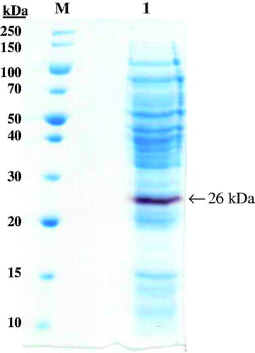 Figure 1. Staining SDS–PAGE (12%) gel with Coomassie brilliant blue R-250 after activity staining. The lanes are as follows: M, marker proteins with relative molecular masses indicated on the left; Lane 1, crude extract of G. stearothermophilus AH22 lipase.
