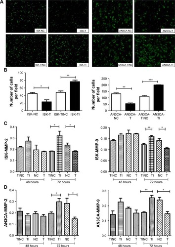 Figure 5 Cell migration was measured by a transwell migration assay.Notes: (A) Transwell assays of ISK and AN3CA cells. (B) Quantification of transwell assays in ISK and AN3CA cells. (C) Expression levels of MMP-2 and MMP-9 in ISK cells. (D) Expression levels of MMP-2 and MMP-9 in AN3CA cells. *P<0.05, **P<0.01, and ***P<0.001, compared with the respective control groups by t-test. Data were obtained from three independent experiments.Abbreviations: NC, TRIB3 overexpression negative control group; T, TRIB3 overexpression group; TI-1, TRIB3-shRNA plasmid 1 group; TI-2, TRIB3-shRNA plasmid 2 group; TINC, TRIB3-shRNA inhibitor negative control group.