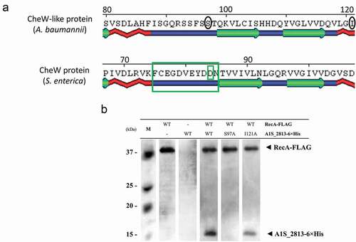 Figure 6. (a) Detail of a selected conserved region in the predicted secondary structure of the S. enterica CheW and A. baumannii CheW-like proteins. The large and small green boxes indicate, respectively, a known domain and a residue of S. enterica CheW protein involved in the interaction with RecA. The black circles indicate the subsequently mutagenized residues from the A. baumannii CheW-like protein. (b) Co-immunoprecipitation of the RecA-FLAG and A1S_2813-6× His proteins and the derivative A1S_2813-6× His site-specific mutagenized proteins. The supernatants were separated by SDS-PAGE and assessed by western blotting. The images are representative of those from three independent assays. The presence of the RecA-FLAG and A1S_2813-6× His proteins (WT) and the absence of (-) or residue change (Ser97Ala or Ile121Ala) in A1S_2813-6× His in the corresponding mixtures are indicated. The western blot shows the RecA-FLAG and A1S_2813-6× His protein bands revealed following incubation of the lysates with anti-FLAG coated beads. M: molecular mass marker