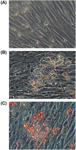 Figure 4. Osteogenic differentiation of BMMSCs. A: The control group. B: After incubation in osteogenic medium for 17 days, the cells metamorphosed from fusiform to tridimensional shapes and the nodules increased in number and size with prolonged inducing time. C: About 20 days later, the nodules were obviously observed following Alizarin Red staining. Cells cultured in complete medium were not influenced in morphology or stained by Alizarin Red (200×).