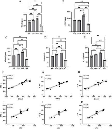 Figure 3 Plasma LPS, TMAO and inflammation cytokines expression after 6 months of dietary intervention with different amounts of carbohydrate. KD group: ketogenic diet group(n=9); LCD group: low-carbohydrate diet group (n=9); MCD group: medium-carbohydrate diet group (n=9); HCD group: high-carbohydrate diet group (n=9) (A) TMAO levels; (B) LPS levels; (C)TNF-α levels; (D)IL-6 levels; (E) IL-1β levels; (F)The correlation between TMAO and TNF-α levels; (G) The correlation between TMAO and IL-1β levels; (H) The correlation between TMAO and IL-6 levels; (I) the correlation between LPS and TNF-α levels; (J) The correlation between LPS and IL-1β levels; (K) The correlation between LPS and IL-6 levels; **represents P<0.01.