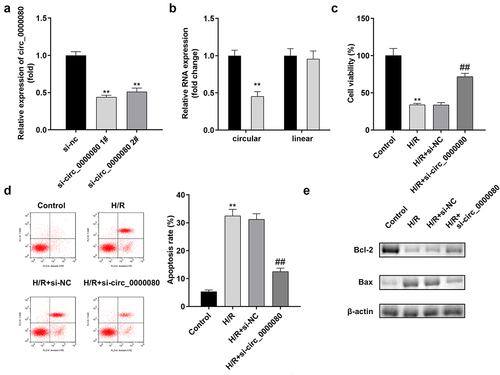 Figure 2. Knockdown of circ_0000080 inhibits H9c2 apoptosis induced by H/R. (a) The expression of circ_0000080 was downregulated in H9c2 cells by si-circ_0000080 1# (n = 3). (b) The circular characteristics of circ_0000080 was validated (n = 3). (c) Cell viability analysis with CCK-8 (n = 3). (d) Apoptosis analysis (n = 3). (e) Levels of Bcl-2 and Bax were examined by western blotting (n = 3). **p < 0.01, ##p < 0.01.