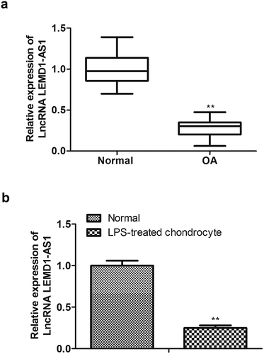 Figure 1. LEMD1-AS1 is down-regulated in OA tissues and LPS-treated chondrocytes. (a) The expression of LEMD1-AS1 in cartilage tissues of OA patients was detected by qRT-PCR. (b) The expression of LEMD1-AS1in chondrocytes treated with LPS was detected by qRT-PCR . **P< 0.01 vs. normal group. All data were presented as mean ± SD. n = 3.