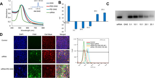 Figure 3 siRNA release study. (A) UV-Vis spectrum of siRNA conjugation. (B) Zeta-potential measurement of different N/P ratios. (C) Gel-electrophoresis to optimize siRNA release. (D) Florescence image and flow cytometer analysis was used to examine siRNA release. Naked FAM-siRNA resulted in lower signal intensity whereas FAM-siRNA conjugated to GNS resulted in higher signal intensity.