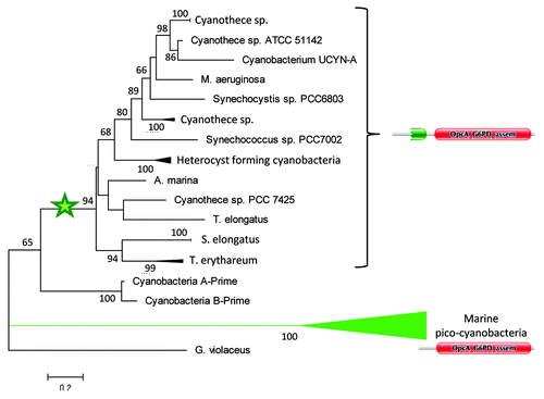 Figure 5 Maximum-Likelihood tree of cyanobacterial OpcA_G6PD_assem protein domain. As shown, marine pico-cyanobacteria branches from early diverging cyanobacteria. Domain structure of OpcA proteins are also shown. The star indicates the likely position of the event of PG_binding_1 fusion to OpcA_G6PD_assem domain. Only bootstrap values larger than 50 are shown.