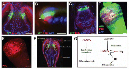 Figure 7 JAK-STAT signaling regulates GaSCs proliferation. (A) The cardia of a upd-Gal4 UAS-GFP fly was stained with anti-GFP (green), anti-Arm (red), and DAPI (blue). White arrows point to the F/M junction. (B) The cardia of upd-Gal4 UAS-GFP/ STAT92E-lacZ flies were stained with anti-GFP (green), anti-β-gal (red), and DAPI (blue). White arrows point to the upd-Gal4 UAS-GFP (green) and red arrow point to the STAT92E-lacZ (red). (C) Flies with the genotype Stat92E-GFP/+; Stat92E06346/Stat92EF were given food containing BrdU for five days, followed by a five day chase at the restricted temperature (29°C). The cardia was stained with anti-GFP (green), anti-BrdU (red), and DAPI (blue). (D,E) Flies with the genotype Stat92E-GFP/+; Act-Gal4/+; tub-Gal80ts/UAS-upd were cultured at the restricted temperature (29°C) for four days. The cardia was stained with anti-GFP (green), anti-Ptc (red in D–E), and DAPI (blue). (F,G) Diagram showing behavior and regulation of GaSCs in Drosophila. (F) The slow proliferative GaSCs first give rise to the fast proliferative progenitors in both foregut and anterior midgut. The progenitors then migrate and differentiate into the terminally differentiated cell types in both crop and midgut. (G) Schematic diagram summarizing the functions of JAK-STAT, Wg, and Hh pathways in regulating GaSCs′ behaviors in Drosophila. Anterior is at the top in all panels. Scale bars: 10 µm (A, C–F); 5 µm (B).