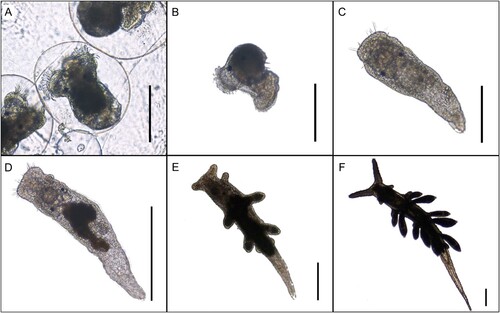 Figure 1. Life stages of Berghia stephanieae. (A) Close-up of egg mass strand. Early veliger stage larvae within egg capsules. (B) Hatched larvae with veliger shell. (C) Early vermiform juvenile that has lost its veliger shell but has not yet fed on Exaiptasia diaphana, 4 days post metamorphosis. (D) Young juvenile with digested Symbiodiniaceae from Exaiptasia diaphana, 7 days post metamorphosis. (E) First few cerata begin to form, 14 days post metamorphosis. (F) Late juvenile stage nearly reached with additional sets of cerata forming, 18 days post metamorphosis. Scale bar A–C: 400 µm, D–F: 800 µm.