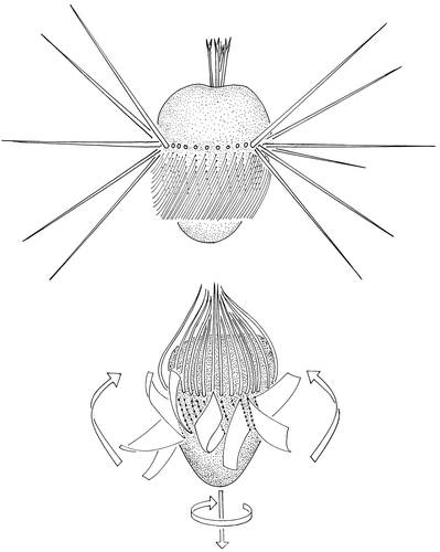 Figure 1.  Schematic drawing of Mesodinium rubrum at rest (top) and during a jump (bottom). The arrows at the bottom of the jumping cell indicate the direction of jumping and the direction of cell rotation. The arrows along the side indicate the direction of the effective stroke of the membranelles.