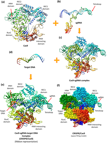 Figure 4 Three-dimensional structure of Streptococcus pyogenes Cas9-sgRNA-DNA ternary complex shown by (a) Cas9, (b) sgRNA, (c) Cas9-sgRNA complex, (d) target DNA, (e) Cas9-sgRNA-target DNA complex (CRISPR/Cas9) ribbon representation, and (f) CRISPR/Cas9 space-filling model representation, acquired from protein data bank (PDB) https://www.rcsb.org, PDB ID: 4OO8 and edited by UCSF Chimera.