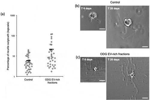 Figure 6. In vitro assays for EVs neurotrophic activity assessment of ODG purified EVs. (a) Outgrowth measurements of leech neurons exposed for 14 days to complete medium (Control, n = 38) or to vesicles from ODG EV-rich fractions (n = 37). Each open circle represents the percentage of neurite outgrowth from individual neurons. Bars indicate the average values for each series of measurements. A significant difference was observed between the two conditions with a p-value of 0.0029. (b) and (c) pictures display an example of neurite outrgrowth recorded for the same neurone at 6 and 20 days of culture with L15 medium alone (Control) or containing 106 EVs/well (ODG EV-rich fractions). Scale bars correspond to 20 µm.