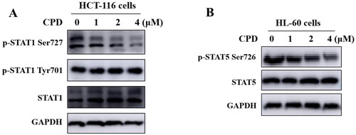 Figure 6. Compound 12 inhibited phosphorylation of STAT1 S727 and STAT5 S726. (A) Compound 12 suppressed the phosphorylation of STAT1 S727 in a dose-dependent manner. HCT-116 cells were treated with compound for 12 h. (B) Compound 12 suppressed the phosphorylation of STAT5 S726 in a dose dependent manner. HL-60 cells were treated with or without compound for 12 h. The samples were analysed by Western blot.