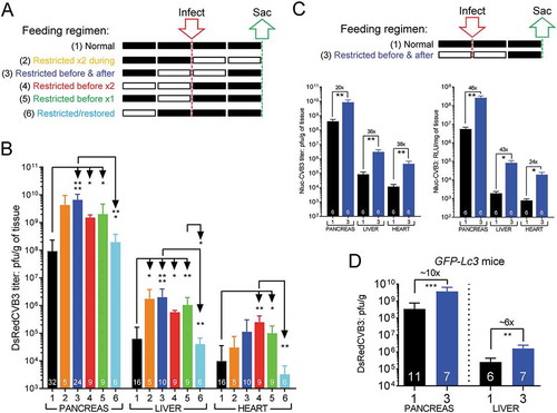 Figure 1. Food-restriction and restoration quickly modulate productive CVB3 infection. (A) Groups of C57BL/6 mice were maintained under one of the six indicated feeding regimens (numbered 1–6, descriptions are color-coded to coincide with the bars in the graphs below). A black rectangle represents a 24-h period with free access to food, and a white rectangle represents a 24-h period of FR. Mice from each of the 6 feeding groups were inoculated (red arrow) with 107 pfu of DsRedCVB3 i.p. and were sacrificed 2 d later (green arrow). (B) Virus titers in the pancreas, liver, and heart were determined by plaque assay and are displayed (pfu/gram of tissue, mean + SEM) as color-coded bars. (C) C57BL/6 mice were maintained under one of the 2 indicated feeding regimens (numbers 1 & 3, descriptions color-coded as previously). At the indicated time (red arrow), the mice were inoculated i.p. with 107 pfu of NlucCVB3. Mice were sacrificed at day 2 p.i., and virus titers in pancreas, liver and heart were determined by plaque assay and are displayed (mean + SEM) as a black bar (regimen 1) or a blue bar (regimen 3). Luciferase activity in tissue lysates are also shown. (D) GFP-Lc3 mice (Tg/+) were placed under the same 2 feeding regimens shown in panel C. Both groups of mice were inoculated i.p. with 107 pfu of DsRedCVB3, and were sacrificed at day 2 p.i. Virus titers in pancreas and liver were determined by plaque assay, and are displayed (mean + SEM) as a black bar (regimen 1) or a blue bar (regimen 3). The numeral at the base of each bar indicates the numbers of mice in that group. For all relevant panels, p values are represented by asterisks, and are shown as follows: *0.05 ≥ p > 0.01; **0.01 ≥ p > 0.001; ***0.001 ≥ p > 0.0001; ****p ≤ 0.0001