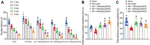 Figure 2 EGCG decreases the escape latency and increases the retention time in target quadrant. Sham-operated rats were used as controls, whereas AD rats were untreated or treated with 100 mg/kg EGCG, 250 mg/kg EGCG and 625 mg/kg EGCG. (A) Escape latency of rats. (B) Retention time in target quadrant of rats. (C) Percentages of total distance in target quadrant of rats. *p < 0.05 vs sham-operated rats, #p < 0.05 vs AD rats. Measurement data among multiple groups at different time points was conducted using repeated measurement with Bonferroni’s post hoc test. n = 15.