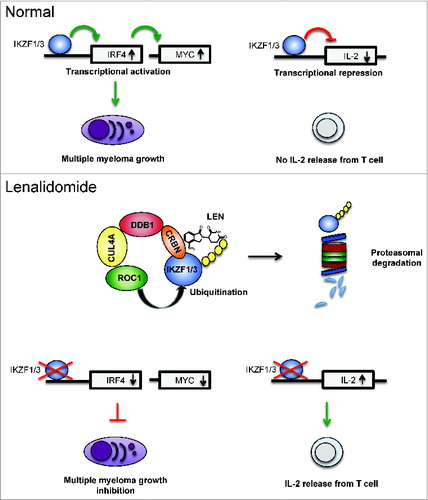 Figure 1. Lenalidomide mode of action. The transcription factors IKZF1 and IKZF3 activate transcription of IRF4 which is a transcriptional activator of c-MYC. IKZF1, IKZF3, IRF4 and MYC form a transcriptional network that is essential for multiple myeloma survival and growth. On the IL-2 gene locus IKZF1 and IKZF3 are transcriptional repressors. Lenalidomide promotes ubiquitination of IKZF1 and IKZF3 by the CRBN-CRL4 E3 ligase resulting in their proteasomal degradation. As a consequence of IKZF1 and IKZF3 degradation, IRF4 and MYC transcription decrease resulting in growth inhibition of multiple myeloma cells and de-repression of IL-2 in T cells. Abbreviations: IKZF1 and 3, IKAROS family zinc finger 1 and 3; IL-2, interleukin-2; IRF4, interferon regulatory factor 4.